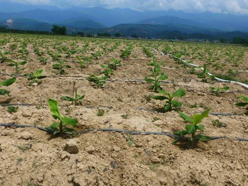 無土栽培，無土栽培技術，無土栽培設備