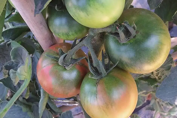 無土栽培，無土栽培技術，無土栽培設備