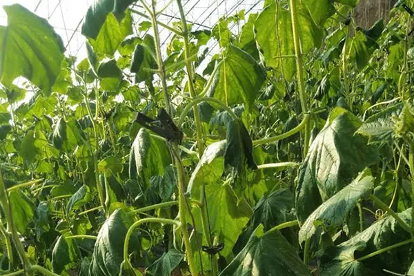 無(wú)土栽培，無(wú)土栽培技術(shù)，無(wú)土栽培設(shè)備