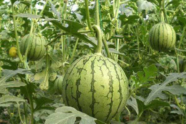 無(wú)土栽培，無(wú)土栽培技術(shù)，無(wú)土栽培設(shè)備