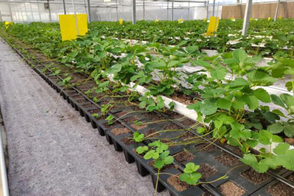 無土栽培，無土栽培技術，無土栽培設備