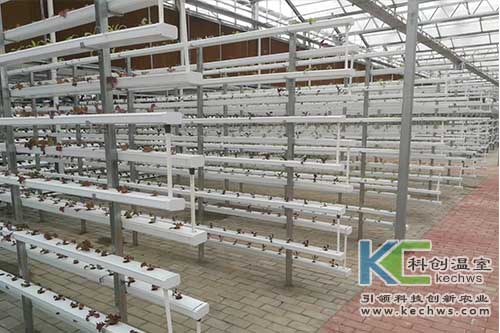 無土栽培技術(shù),基質(zhì)栽培,水培