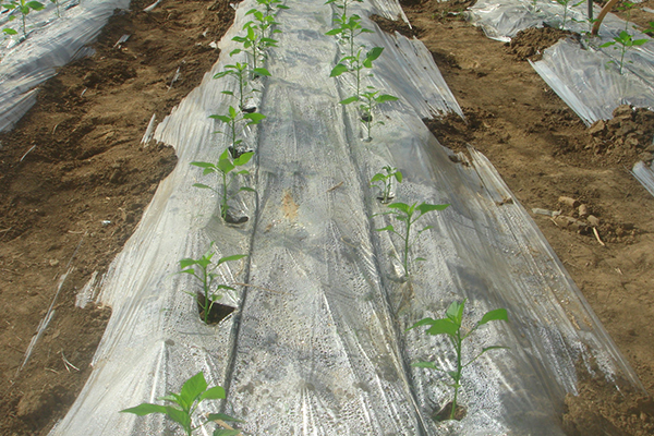 無土栽培,無土栽培技術,無土栽培設備