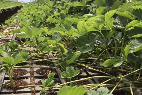 無土栽培，無土栽培技術，無土栽培設備