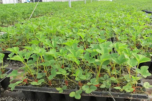 無土栽培，無土栽培技術，無土栽培設備