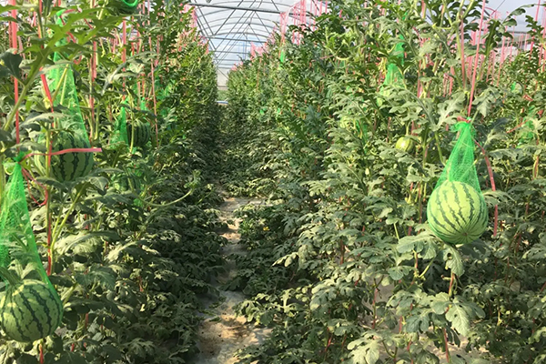 無(wú)土栽培，無(wú)土栽培技術(shù)，無(wú)土栽培設(shè)備