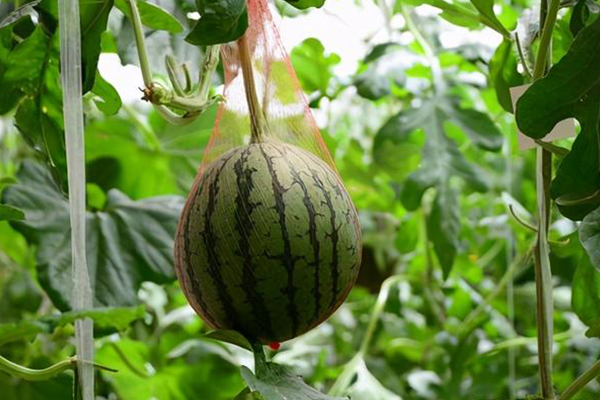 無(wú)土栽培，無(wú)土栽培技術(shù)，無(wú)土栽培設(shè)備