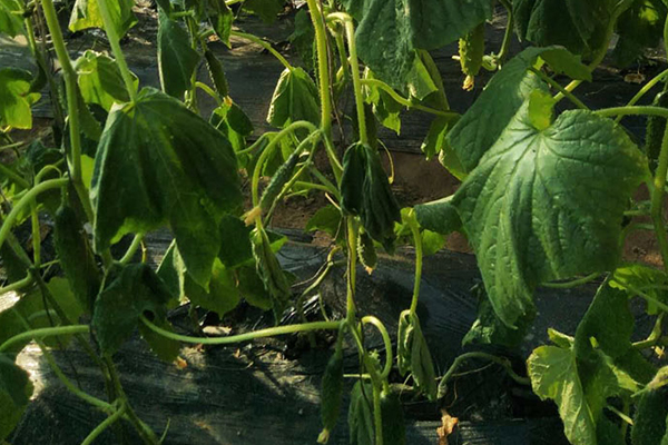 無(wú)土栽培，無(wú)土栽培技術(shù)，無(wú)土栽培設(shè)備