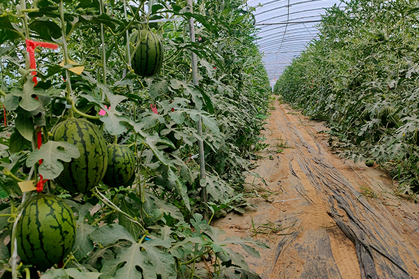 無(wú)土栽培，無(wú)土栽培技術(shù)，無(wú)土栽培設(shè)備