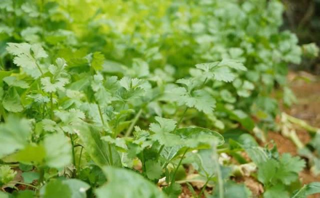 無土栽培，無土栽培技術，無土栽培設備