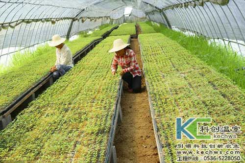 無土栽培，無土栽培技術(shù)，無土栽培設(shè)備