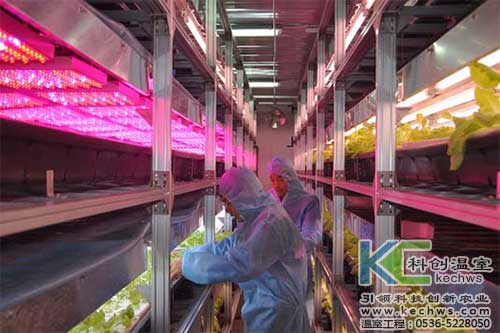 無土栽培，無土栽培技術(shù)，無土栽培設(shè)備