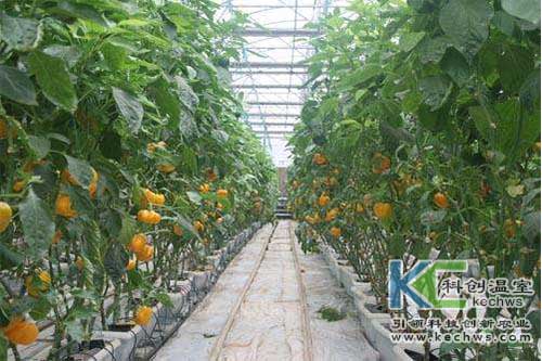 無土栽培，無土栽培技術(shù)，無土栽培設(shè)備