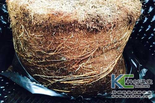 無土栽培，無土栽培技術，無土栽培設備