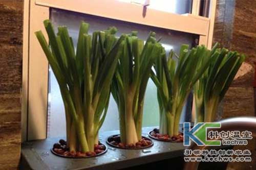 無(wú)土栽培，無(wú)土栽培技術(shù)，無(wú)土栽培設(shè)備