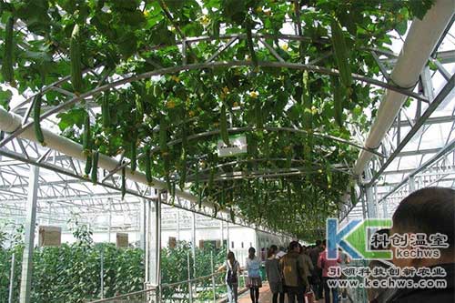 無(wú)土栽培，無(wú)土栽培技術(shù)，無(wú)土栽培設(shè)備