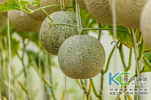 無土栽培，無土栽培技術，無土栽培設備