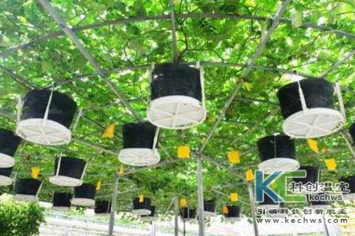 無土栽培，無土栽培技術，無土栽培設備