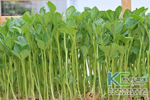 無(wú)土栽培，無(wú)土栽培技術(shù)，無(wú)土栽培設(shè)備