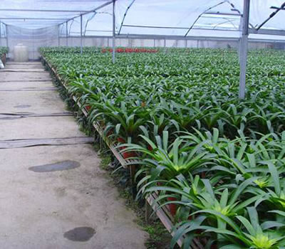 無土栽培，無土栽培技術，無土栽培設備