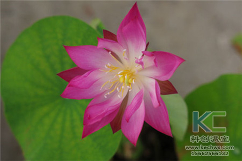 無土栽培,無土栽培技術,無土栽培設備