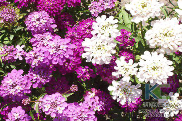 無土栽培，無土栽培技術(shù)，無土栽培設(shè)備