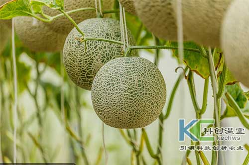 無(wú)土栽培，無(wú)土栽培技術(shù)，無(wú)土栽培設(shè)備