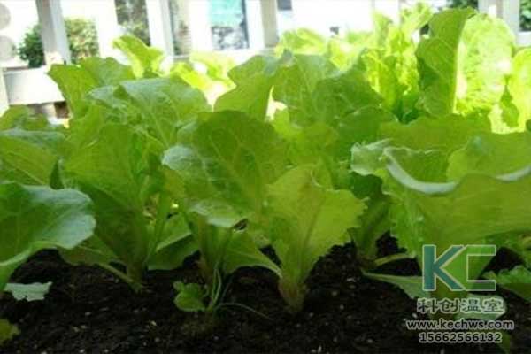 無土栽培，無土栽培技術