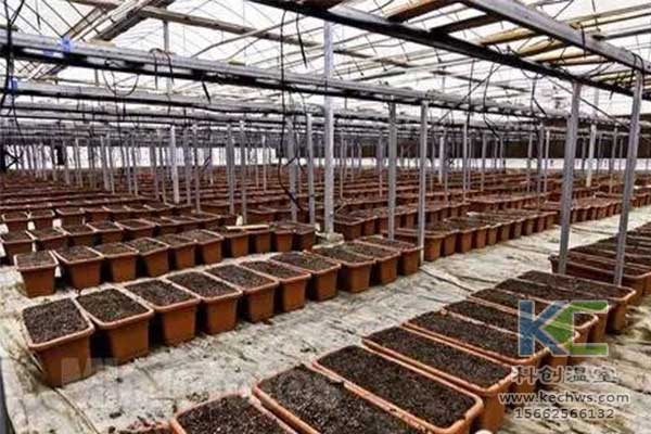 無土栽培，無土栽培技術