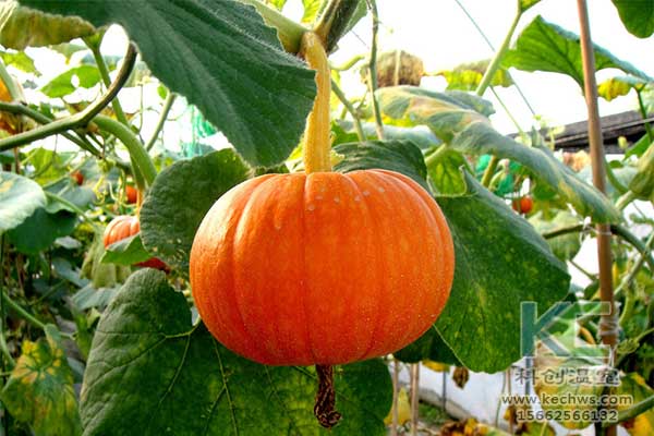 無(wú)土栽培，無(wú)土栽培技術(shù)，無(wú)土栽培設(shè)備