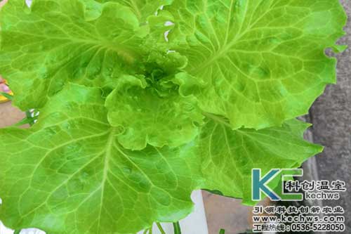 無(wú)土栽培，無(wú)土栽培技術(shù)，無(wú)土栽培設(shè)備