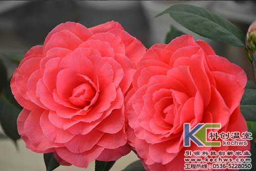 無(wú)土栽培，無(wú)土栽培技術(shù)，無(wú)土栽培設(shè)備