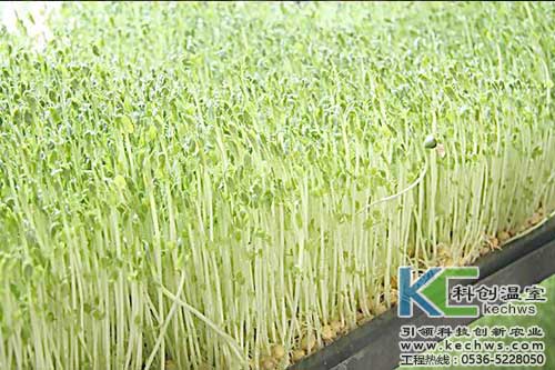 無土栽培，無土栽培技術(shù)，無土栽培設(shè)備