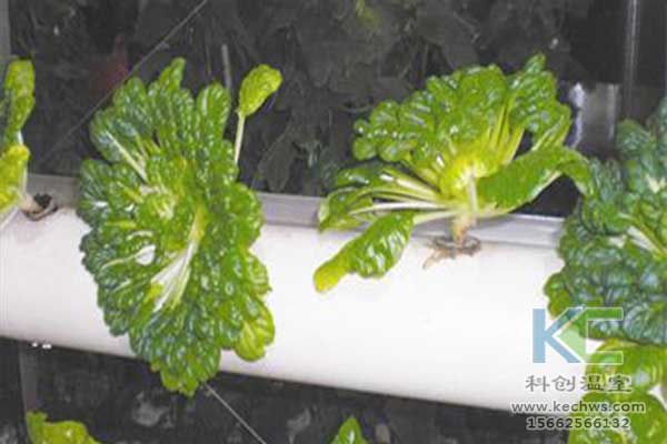 無(wú)土栽培，無(wú)土栽培技術(shù)，無(wú)土栽培設(shè)備