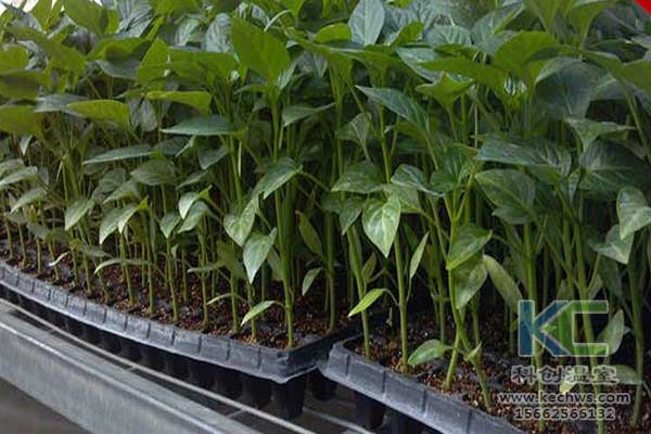 無(wú)土栽培，無(wú)土栽培技術(shù)，無(wú)土栽培設(shè)備