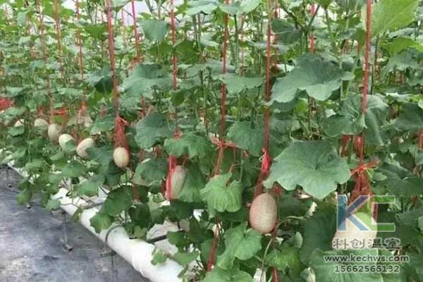 無土栽培，無土栽培技術(shù)，無土栽培設(shè)備