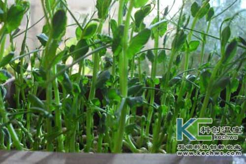 無土栽培，無土栽培技術，無土栽培設備