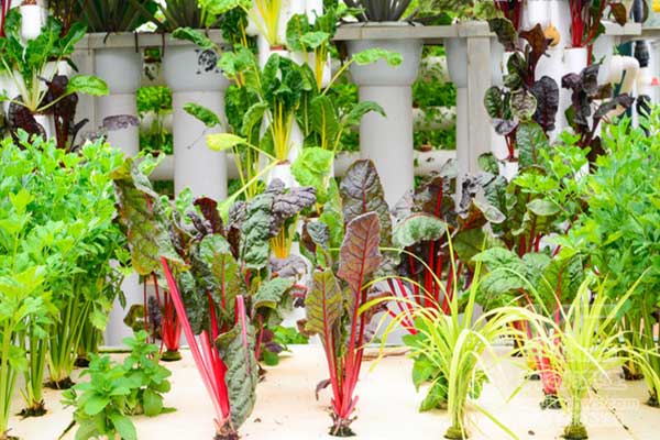 無土栽培，無土栽培技術，無土栽培設備