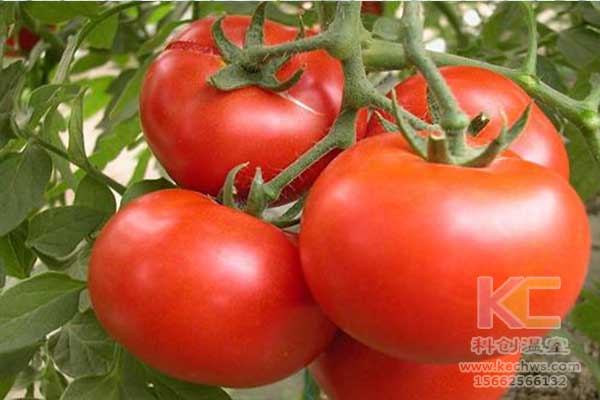 無(wú)土栽培，無(wú)土栽培技術(shù)，無(wú)土栽培設(shè)備