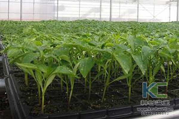 無土栽培，無土栽培技術，無土栽培設備
