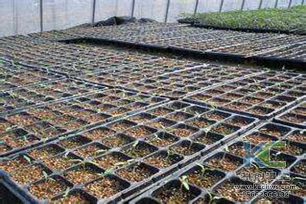 無土栽培，無土栽培技術，無土栽培設備