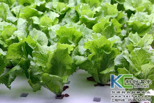 無土栽培，無土栽培技術，無土栽培設備