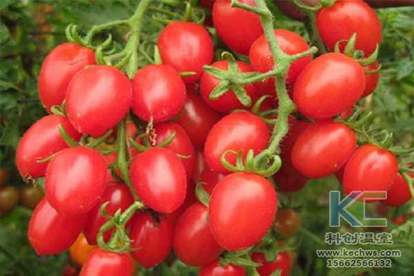 無土栽培，無土栽培技術