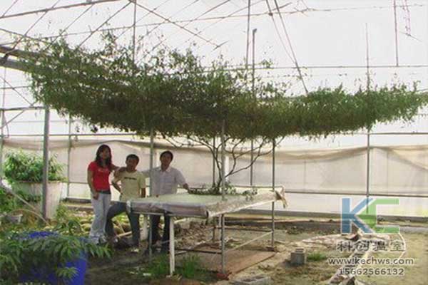 無(wú)土栽培，無(wú)土栽培技術(shù)，無(wú)土栽培設(shè)備