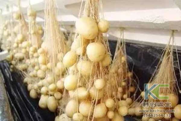 無土栽培，無土栽培技術，無土栽培設備