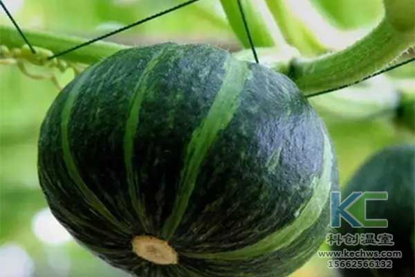 無土栽培，無土栽培技術(shù)，無土栽培設(shè)備