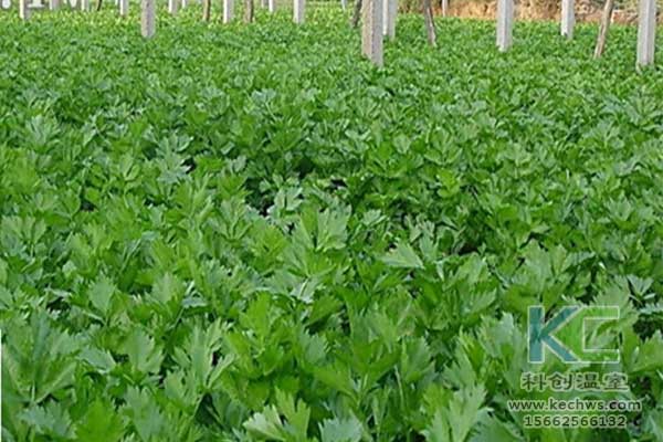 無土栽培，無土栽培技術