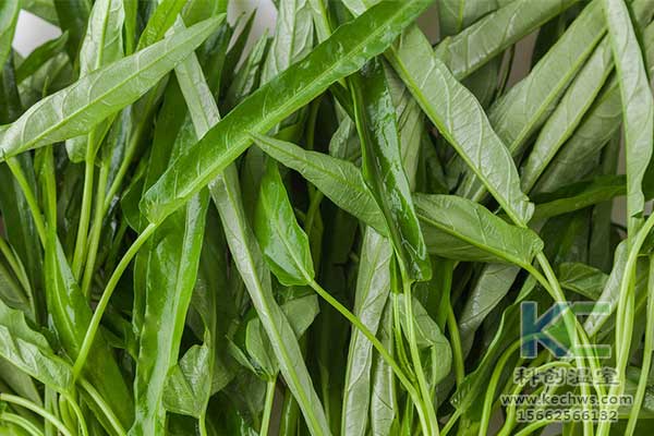 無土栽培，無土栽培技術