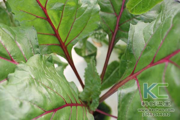 無土栽培，無土栽培技術，無土栽培設備