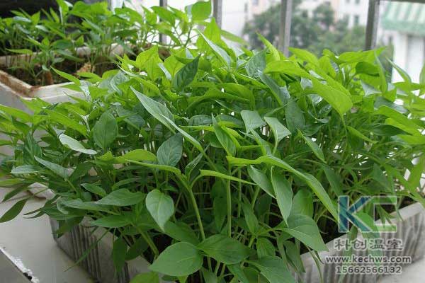 無土栽培，無土栽培技術，無土栽培設備